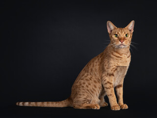 Handsome young adult Ocicat cat, sitting side ways. Looking towards camera. Isolated on a black background.