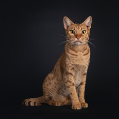 Fototapeta na wymiar Handsome young adult Ocicat cat, sitting facing front. Looking towards camera. Isolated on a black background.
