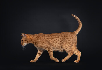 Obraz premium Handsome young adult Ocicat cat, walking side ways. Looking straight ahead away from camera. Isolated on a black background.Adult Ocicat cat on black background