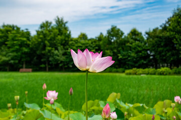 Lotus Flower
