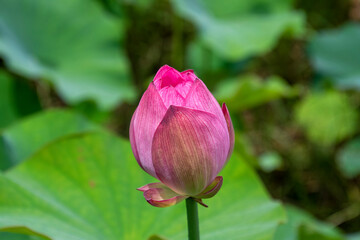 Lotus bud