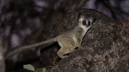lesser bushbaby at night in a tree