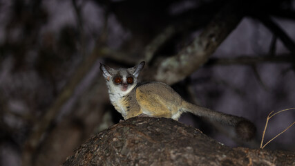 lesser bushbaby at night in a tree