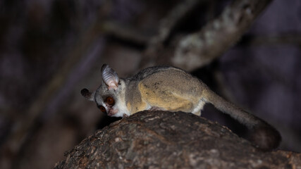 lesser bushbaby at night in a tree