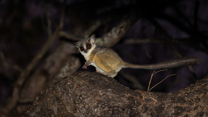 lesser bushbaby at night in a tree