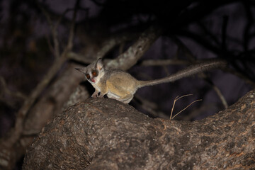 lesser bushbaby at night in a tree