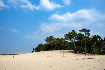 Nationaal Park De Loonse en Drunense Duinen, Noord-Brabant Province, The Netherlands