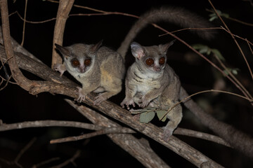 Lesser bushbabies in a tree at night
