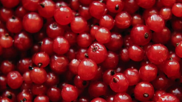 Red currant berries rotating. Macro shot of ripe redcurrant. Food background.