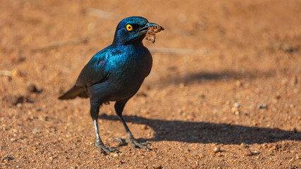 Cape starling - bright blue colors