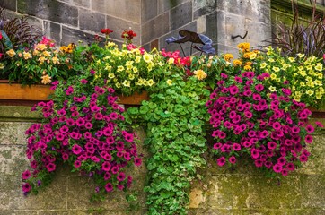 Urban Decoration of Flowers