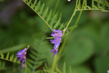 Waterfall of Calvaire regional park in Quebec
