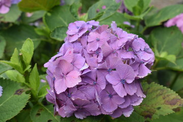 Obraz premium 紫陽花