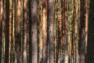 Pine trees in a forest in northern Russia on a sunny summer day. Coniferous forests of the middle latitude. Straight vertical tree trunks.