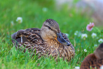 Mallard ducks (Anas platyrhynchos) relax on the shore of the lake in the grass on a hot summer day.