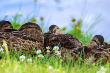 Mallard ducks (Anas platyrhynchos) relax on the shore of the lake in the grass on a hot summer day.