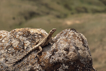lizard on the rock, Caucasian agama (Paralaudakia caucasia)