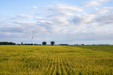 windmill  farm in Michigan