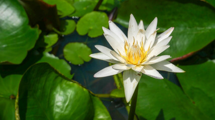 white water lily in water close-up