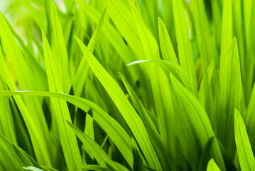 Fototapeta na wymiar Green grass soft focus macro photo. Shallow DOF.
