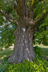 knorrige alte Linde auf der Stapelburg Harz