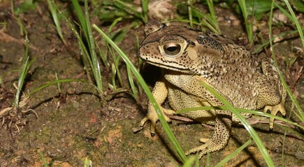 Beautiful brown patterned toad sitting in grass