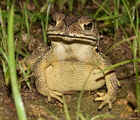 Close up of a beautifully patterned brown toad