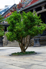 A close-up of a green tree in the Chen Clan Academy in Guangzhou