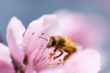 Close-up pink peach flowers with the bee, in the outdoor garden.
