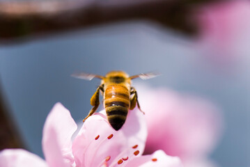 Close-up pink peach flowers with the bee, in the outdoor garden.