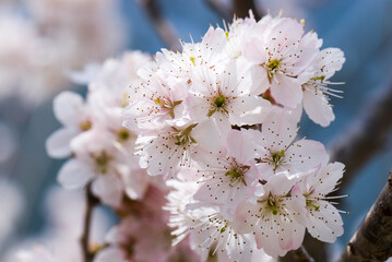 Obraz premium Beautiful cherry blossoms are blooming in Alishan Forest Recreation Area in Chiayi, Taiwan.