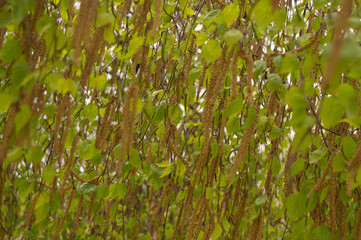 background of birch leaves with buds on the branches. Birch tree, leaves, buds, spring, background, texture, nature