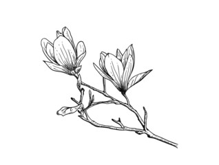Sketch Floral Botany Collection. Magnolia flower drawings. Black and white with line art on white backgrounds. Hand Drawn Botanical Illustrations