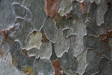 end of season pattern pattern tree surfaces