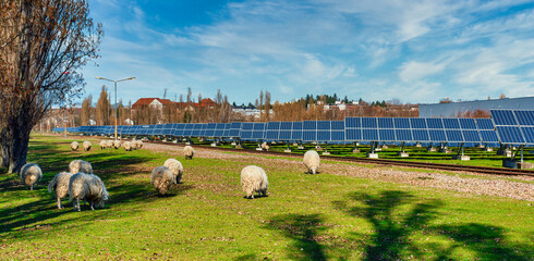 solar photovoltaic system and grazing flock of sheep