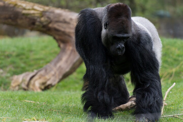 Gorilla Mann Zoo Schmieding Austria