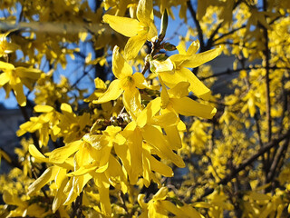 Obraz premium Yellow flowers of Forsythia shrub or bush and blue sky. Sunny spring day. Closeup.