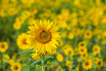 Close-up of yellow sunflower with the blue sky background