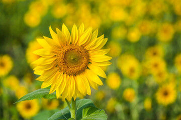 Yellow sunflower growing in the garden