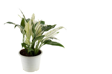 Spathiphyllum, Peach Lily house plant in a white pot isolated on white background.