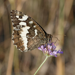 Great banded grayling (Brintesia cirse) on a flower