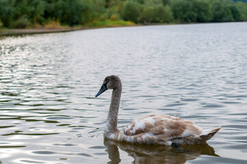 A white majestic swan floats in front of a wave of water. Young swan in the middle of the water. Drops on a wet head.