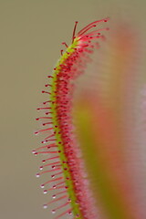Close up image of a Sundew Plant.