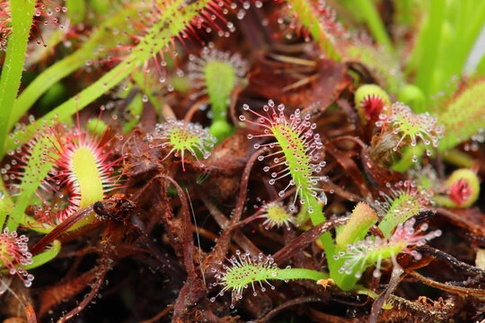 Close up image of a Sundew Plant.