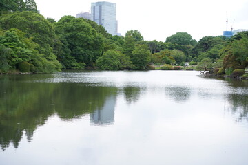 公園に生える植物