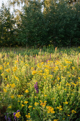 Obraz premium Scenery. A forest glade with blooming yellow wildflowers against a background of green trees. July evening, setting sun, good weather.