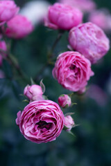 Fototapeta na wymiar bush bright pink roses on a dark bluish background