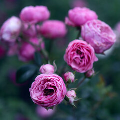 bush bright pink roses on a dark bluish background