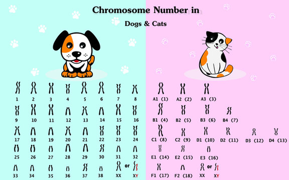 Chromosome Number In Dog And Cat. Dog And Cat Karyotype Diagram.