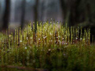 Fototapeta Krople wody na mchu w lesie po deszczu obraz